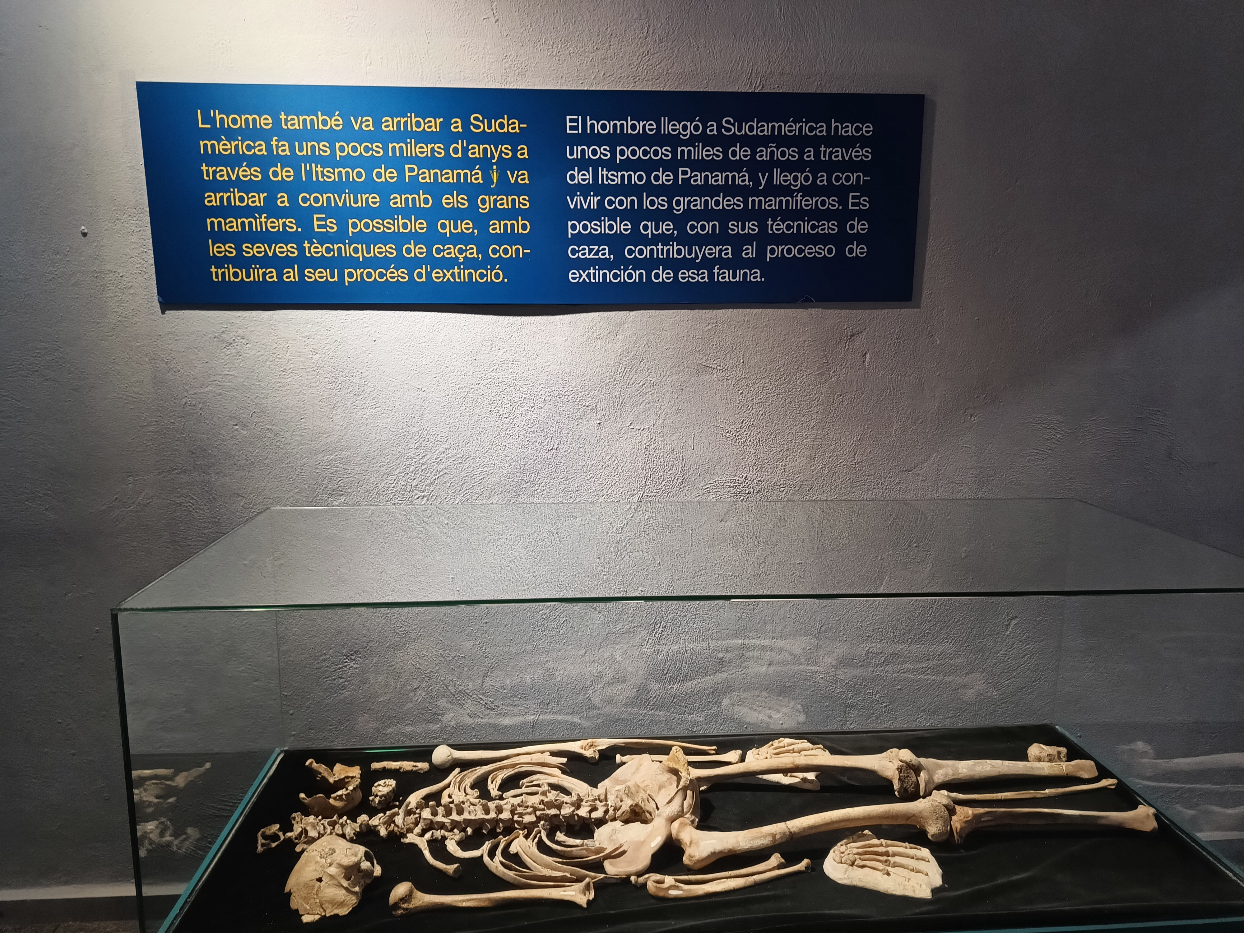 Skeleton Botet in the Museo de Cencias Naturales de Valencia.