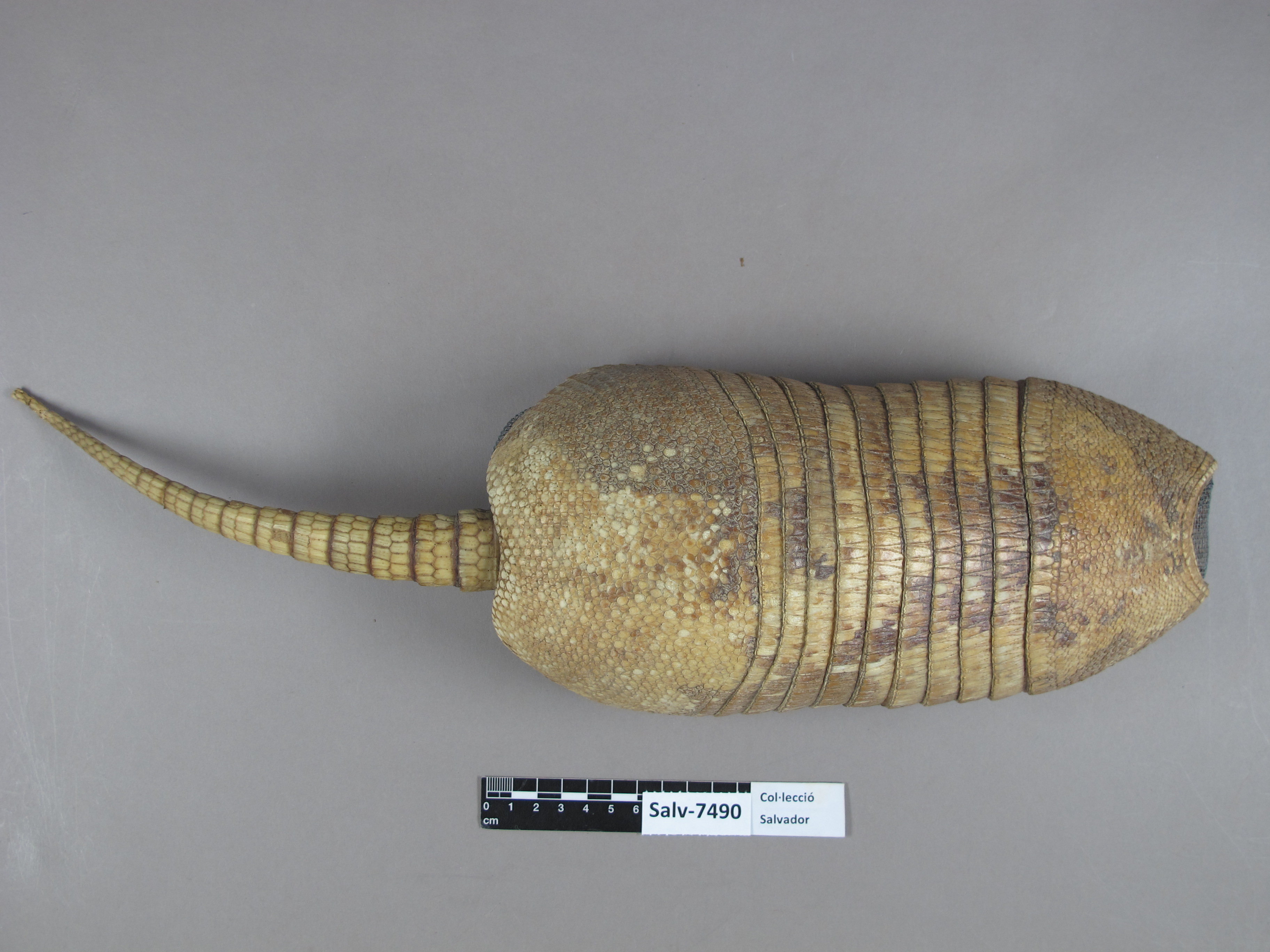 Amardillo-specimen in the Collection of the Museu de Ciències Naturals de Barcelona, Salvador Collection.