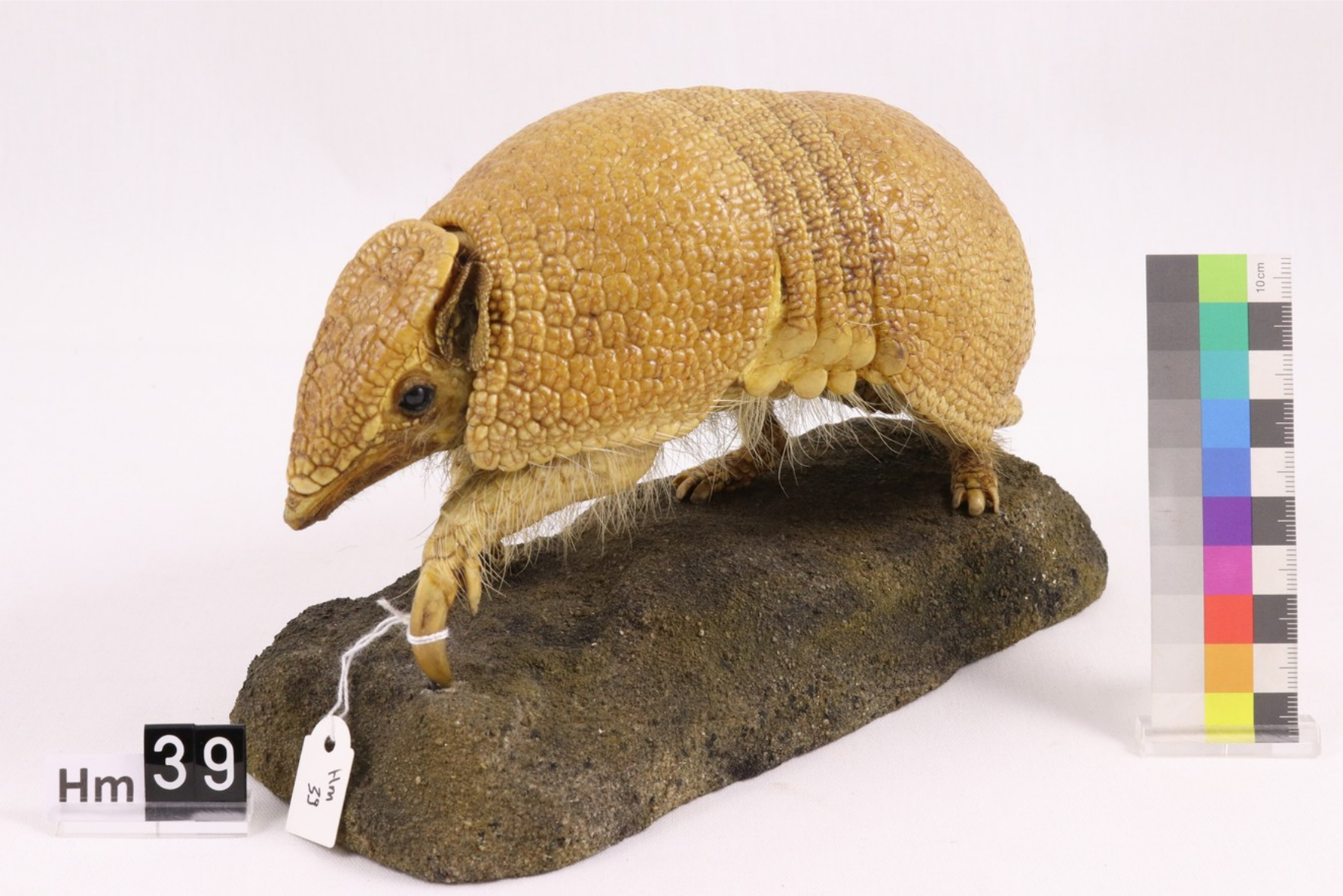 Southern three-banded armadillo.
