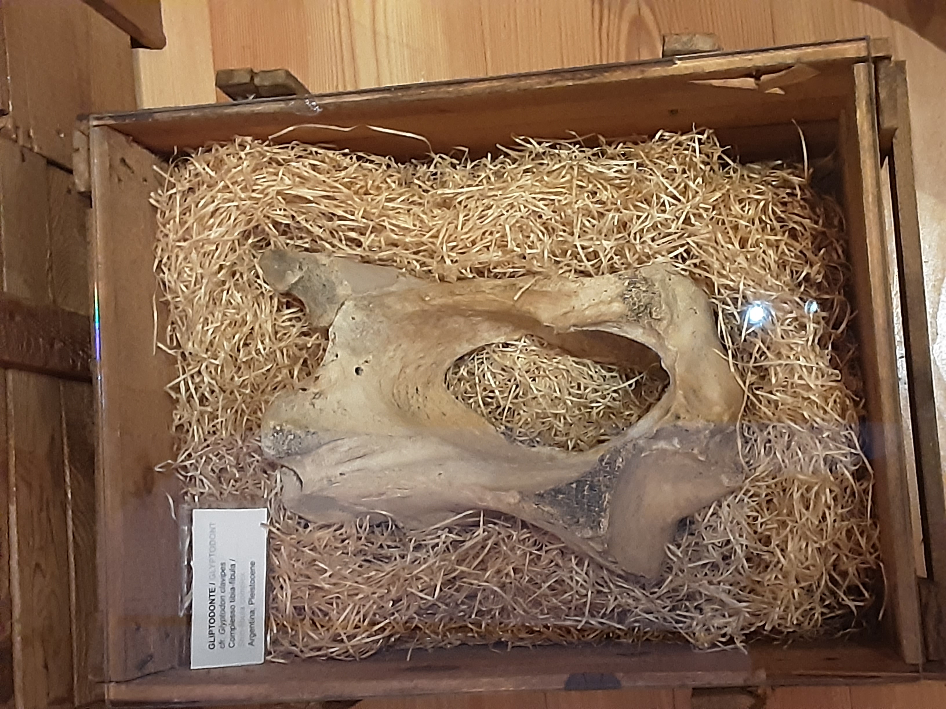 Ubia fibula complex of the Glyptodon in the Museo Regionale Di Scienze Naturali, Turin.