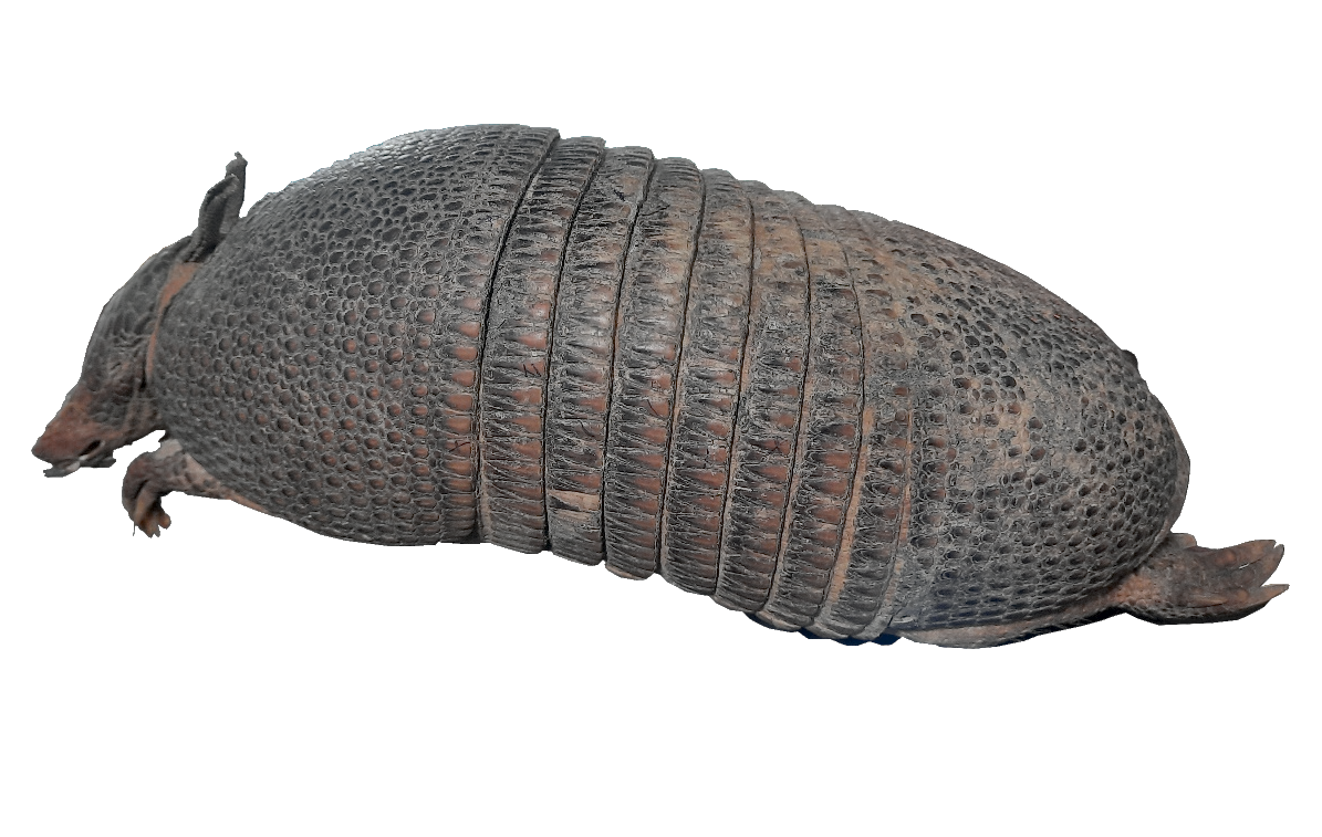 5_Armadillo_LP2.png