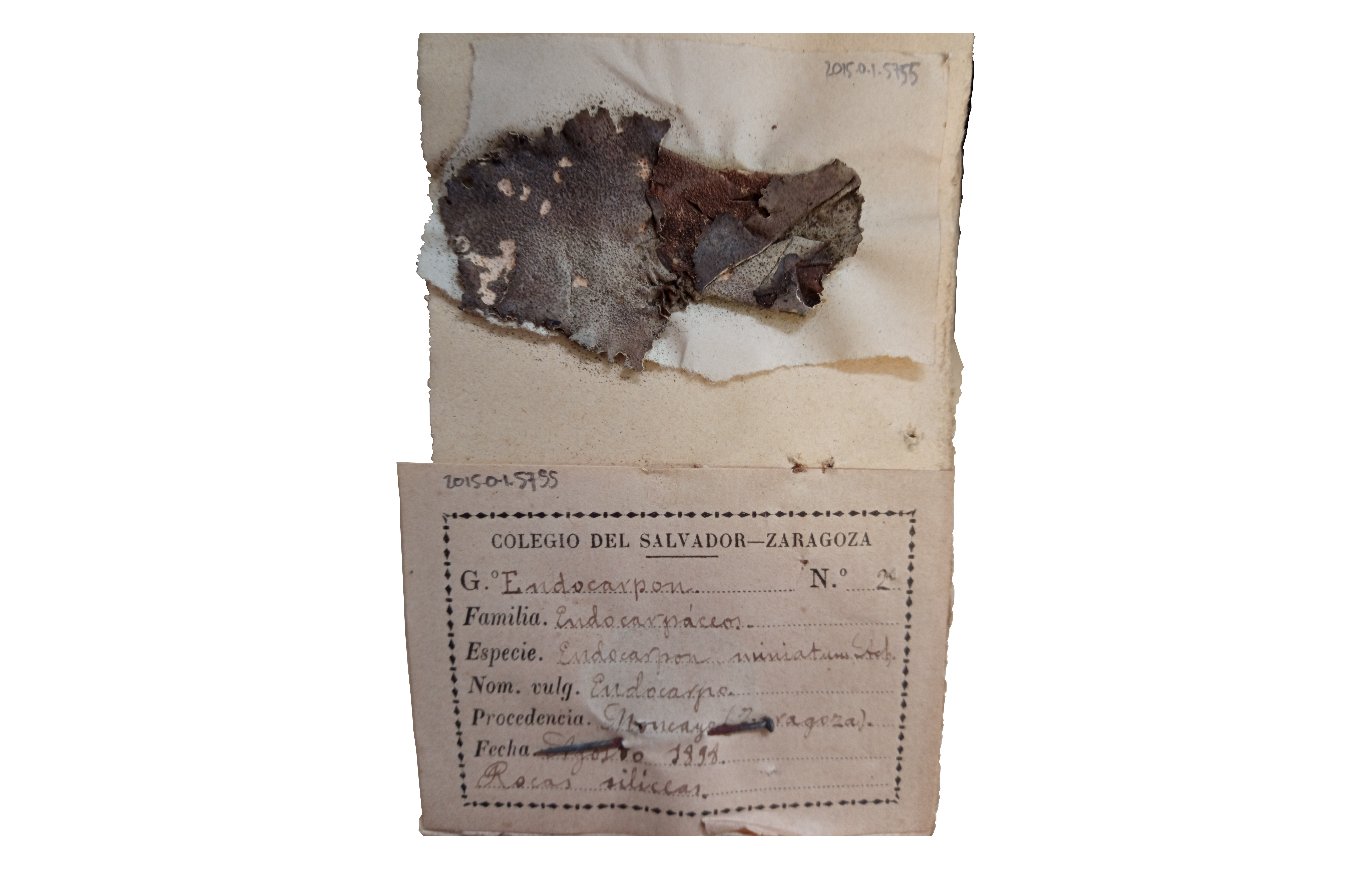 <Endocarpon>-specimen No. 2 in the Collection of the Museu de Ciències Naturals de Barcelona
