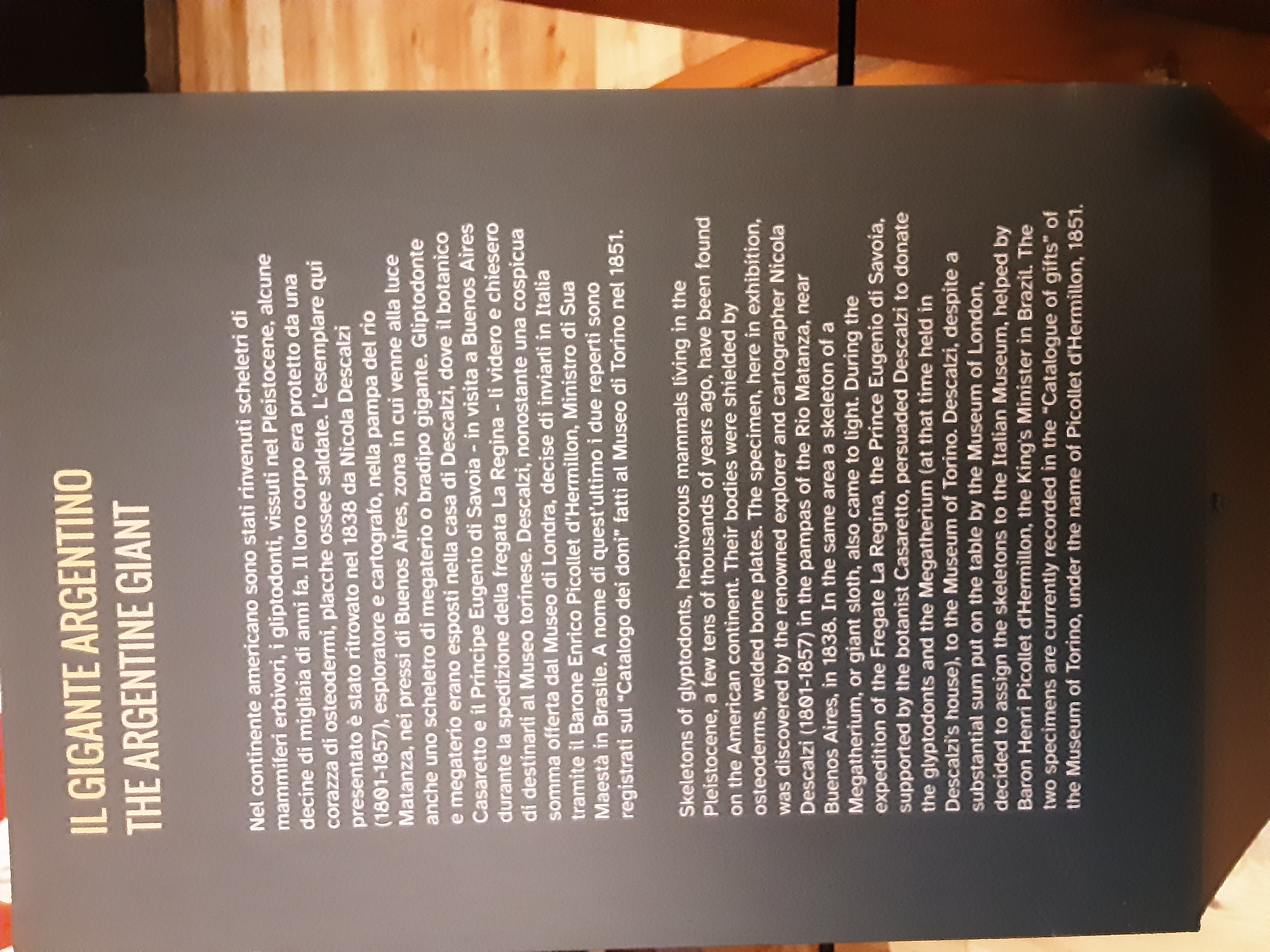 Exhibition text for the Glyptodon in the Museo Regionale Di Scienze Naturali, Turin.