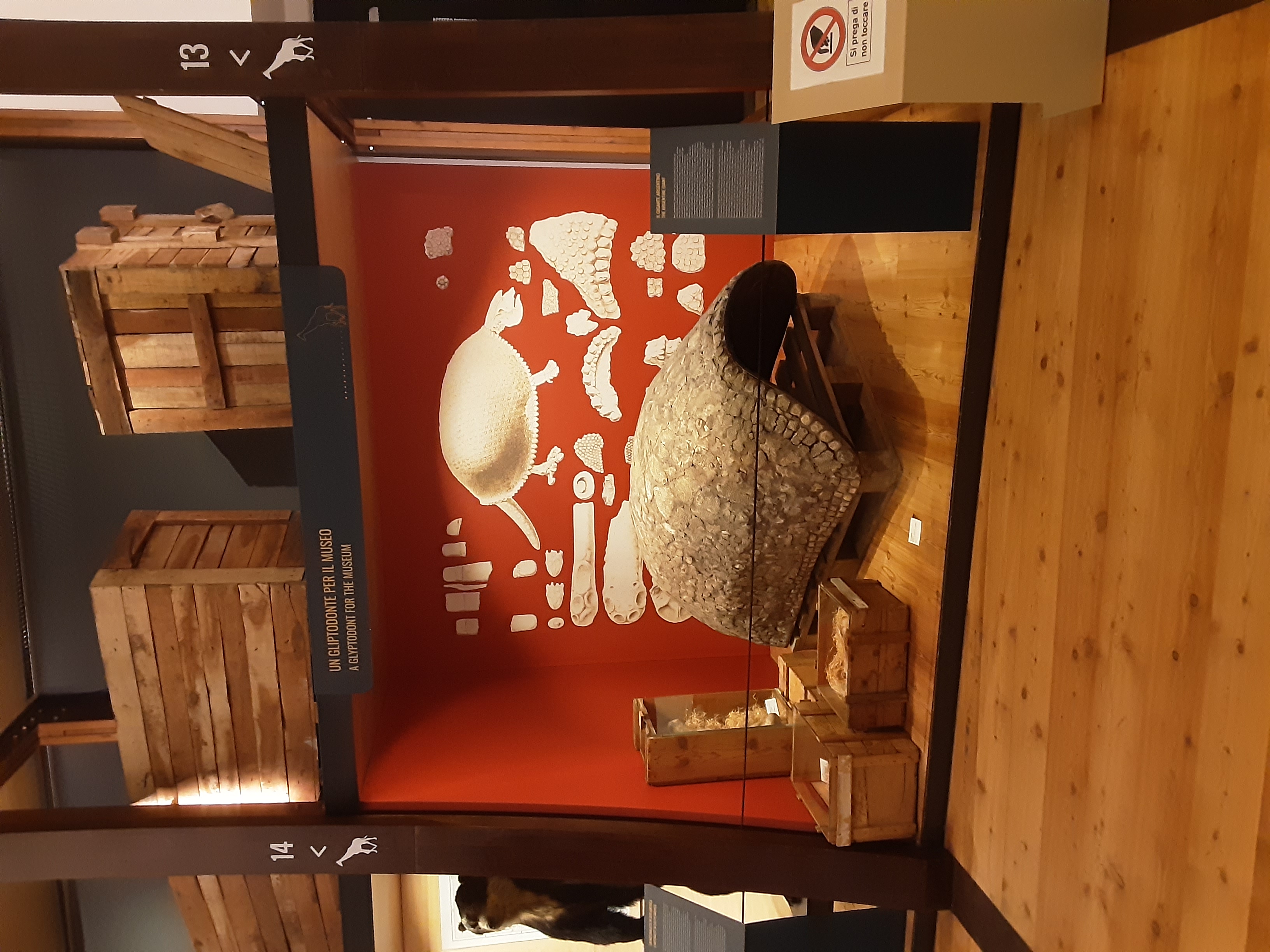 Glyptodon in the Museo Regionale Di Scienze Naturali, Turin.