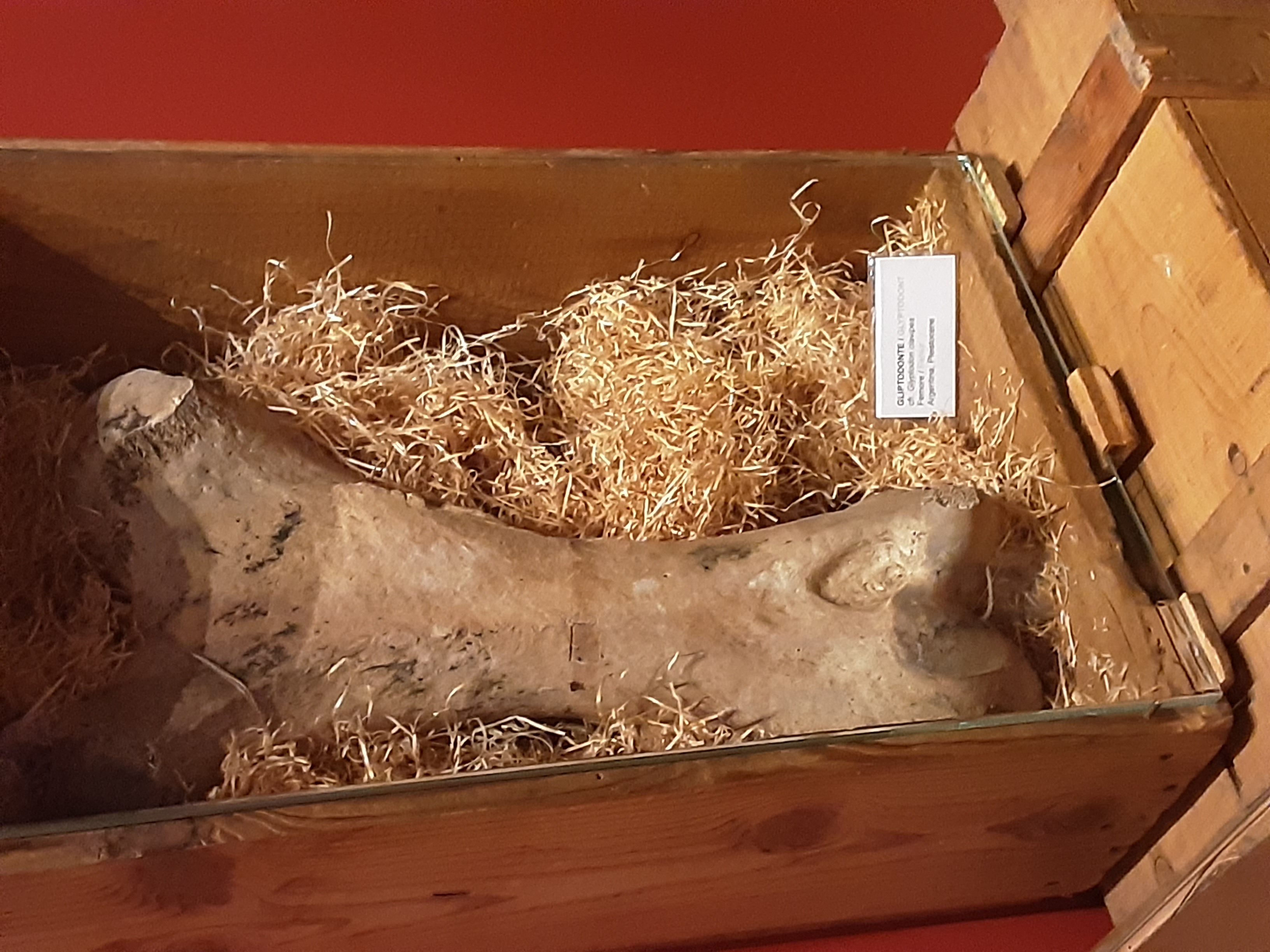 Femore of the Glyptodon in the Museo Regionale Di Scienze Naturali, Turin.