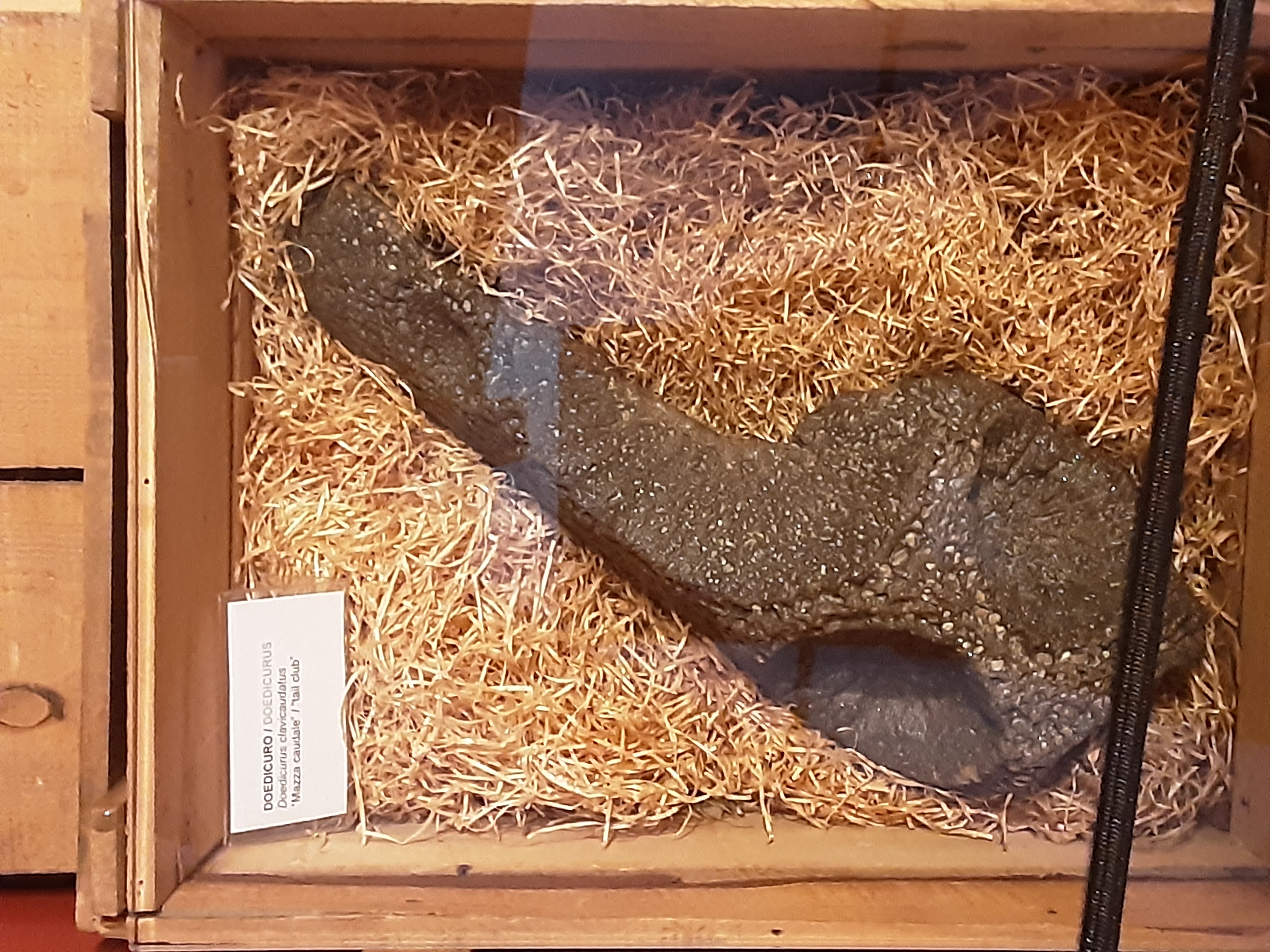 <Doedicurus clavicaudalus> of the Glyptodon in the Museo Regionale Di Scienze Naturali, Turin.