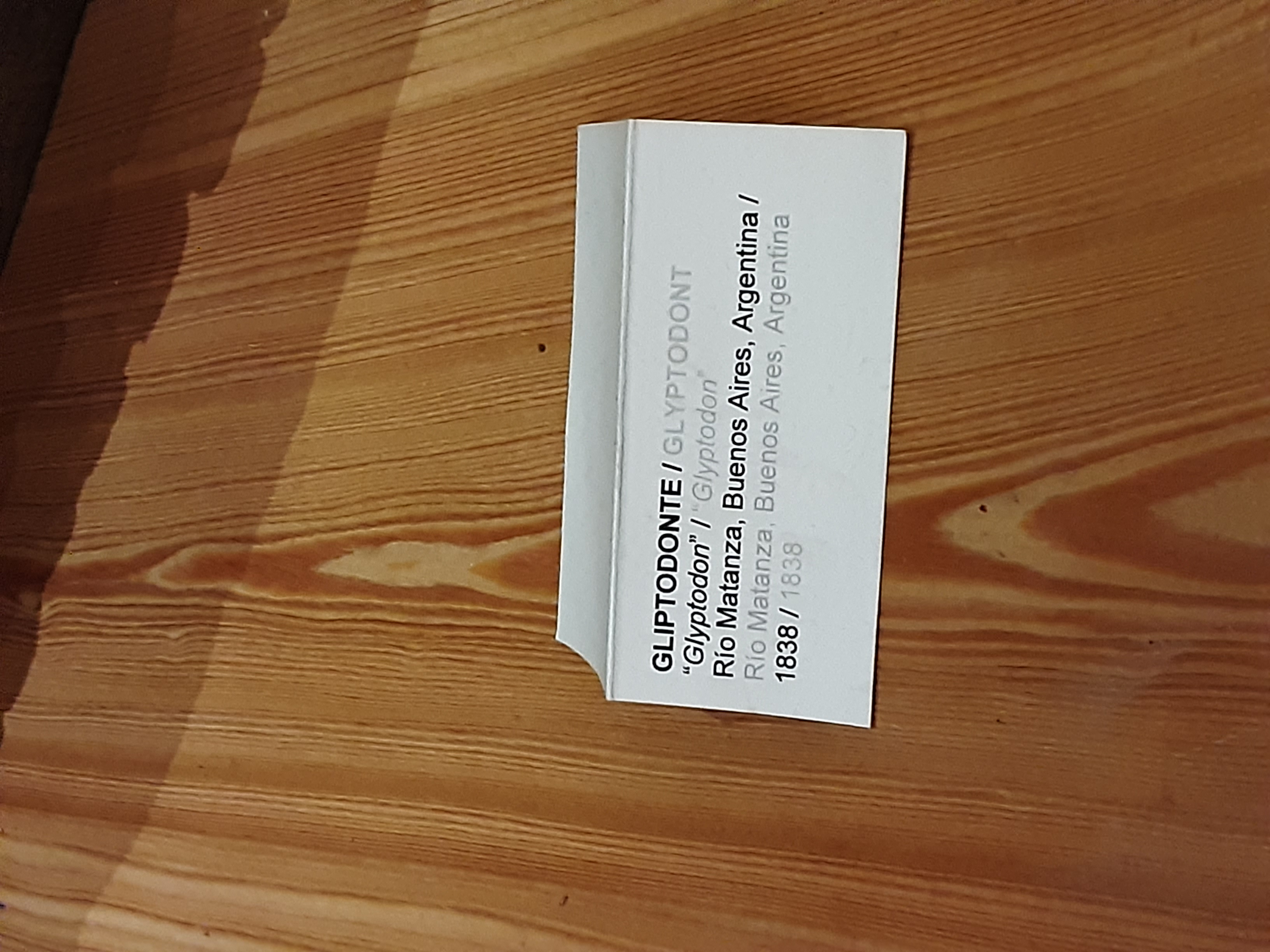 Museum label of the Glyptodon in the Museo Regionale Di Scienze Naturali, Turin.