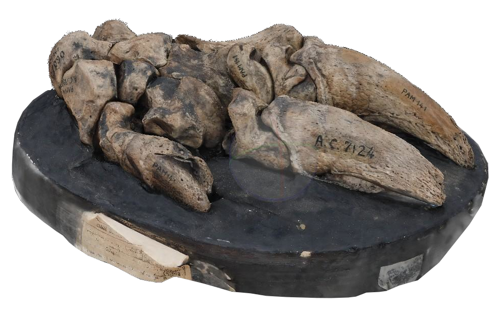 Digital reconstruction of the forelimb of <Glossotherium robustum>.