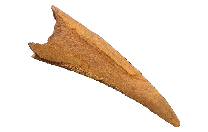 Fragment of a mammoth tusk.