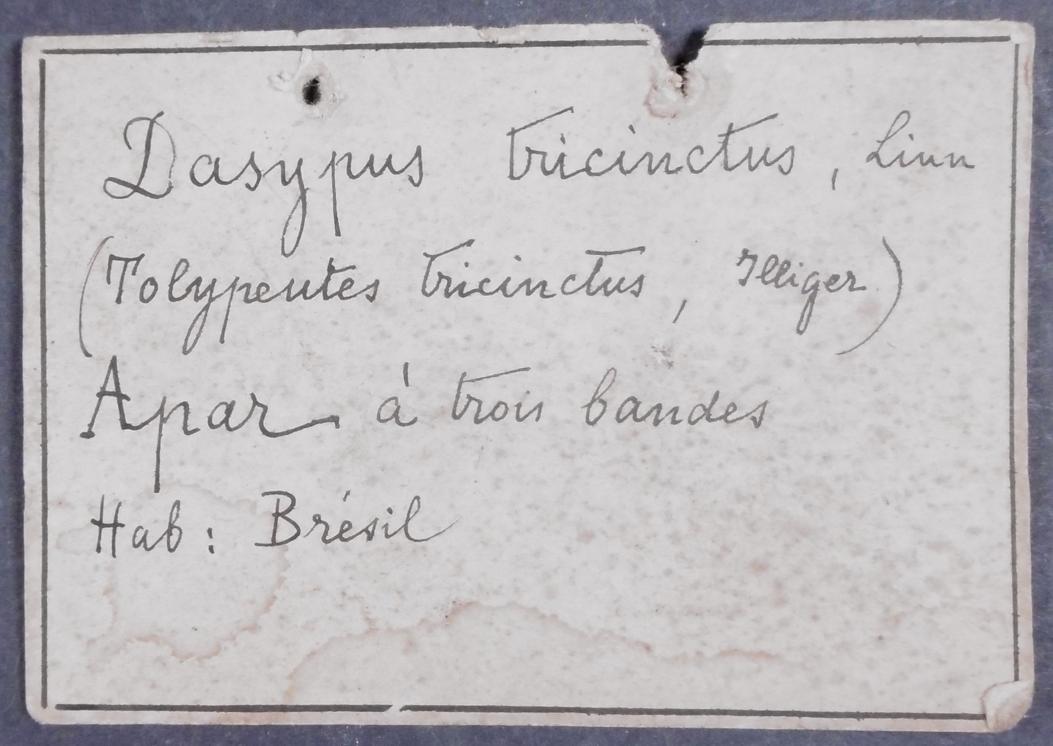 Historical tag of the armadillo of the Musée Vert - Musées du Mans.