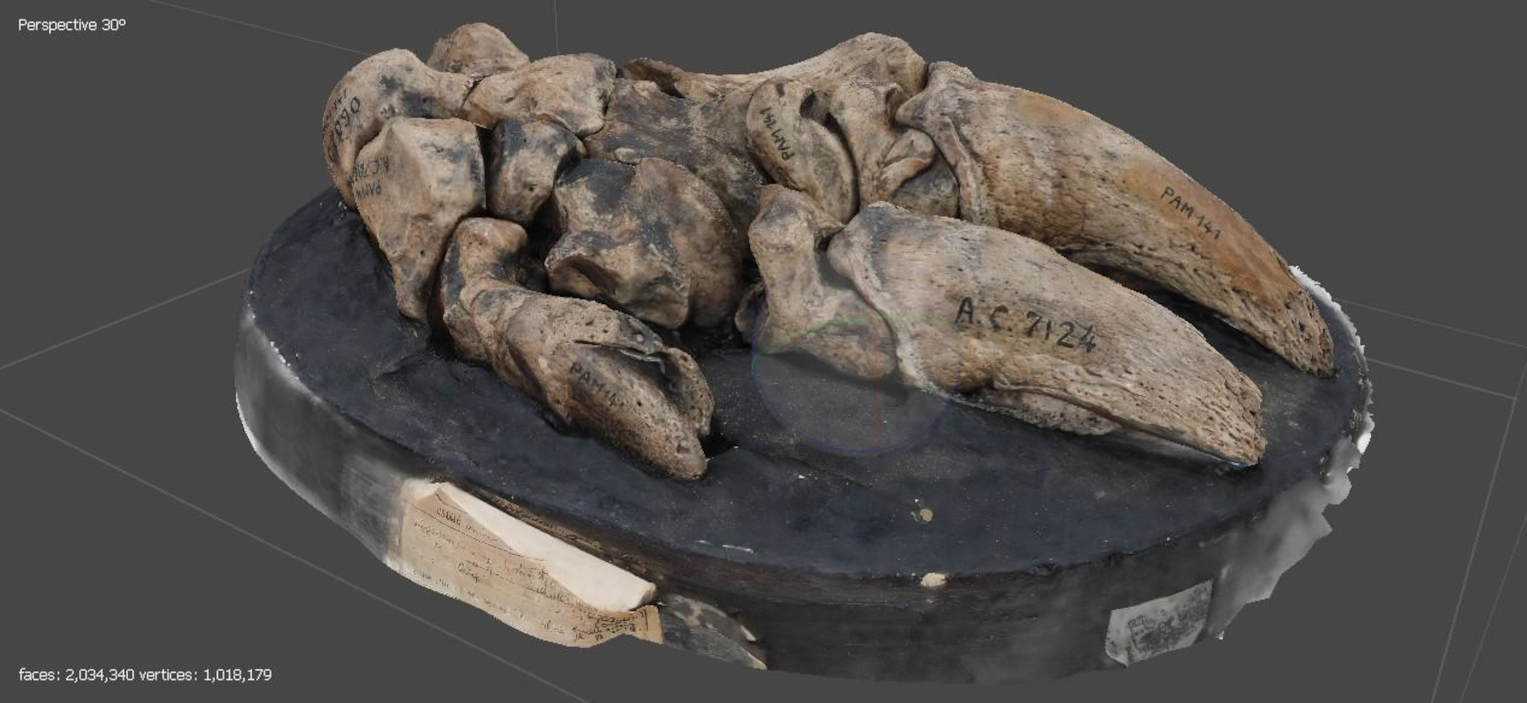 Digital reconstruction of the forelimb of <Glossotherium robustum>.