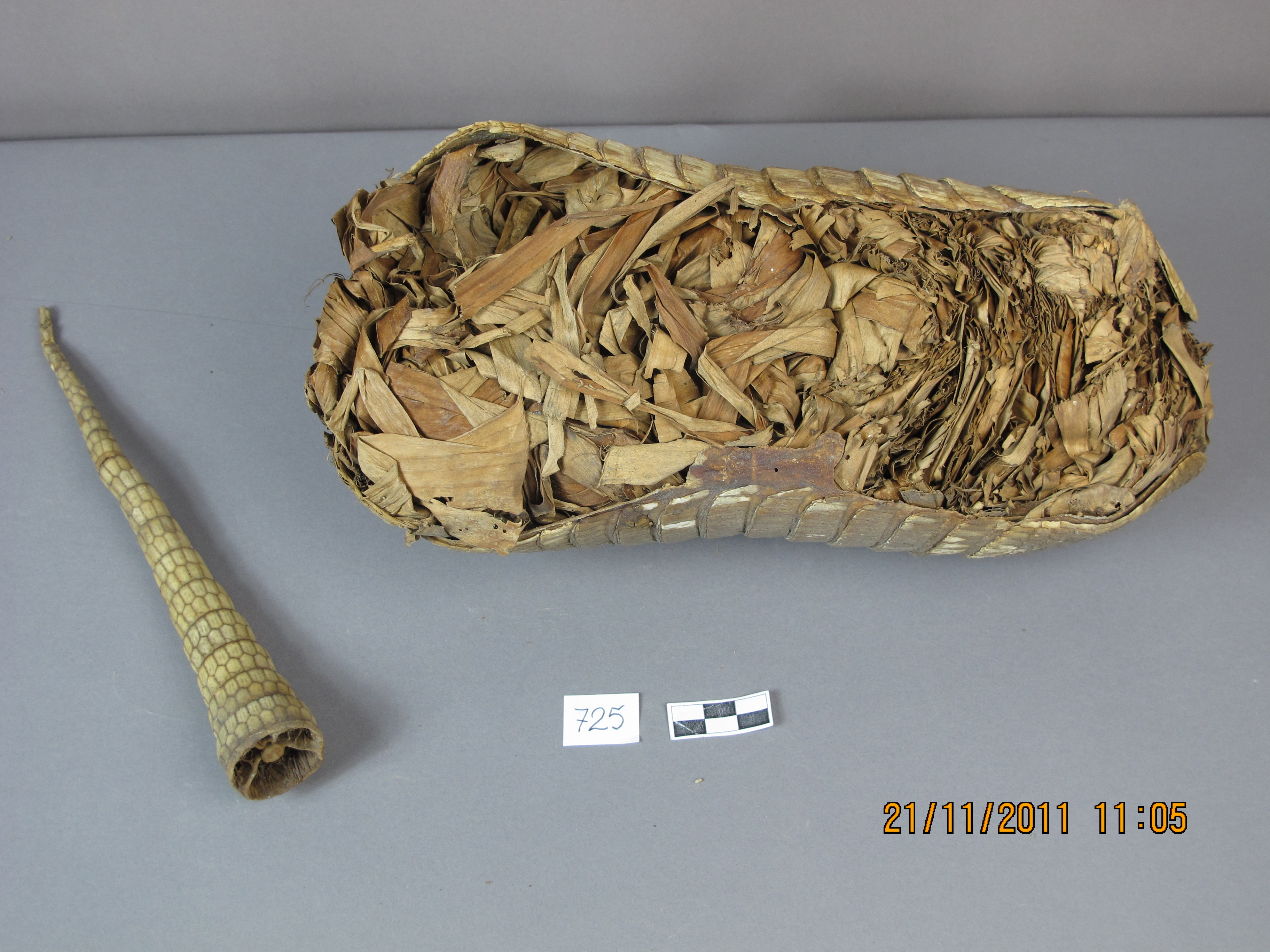 Amardillo-specimen in the Collection of the Museu de Ciències Naturals de Barcelona, Salvador Collection.