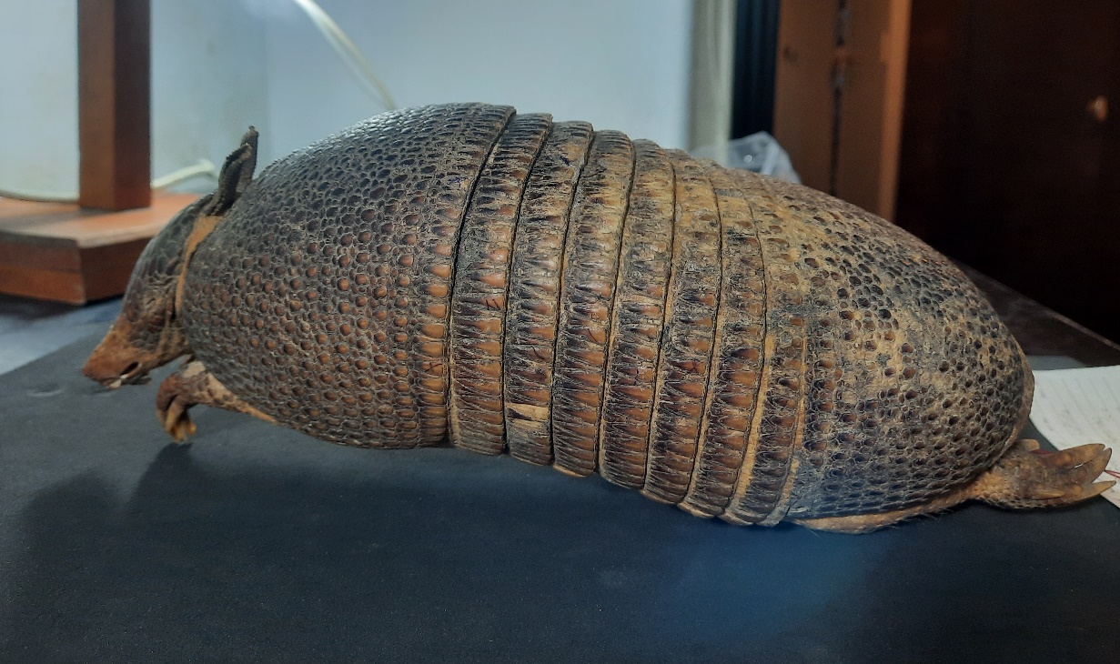 'Mulita' in the Museo de La Plata