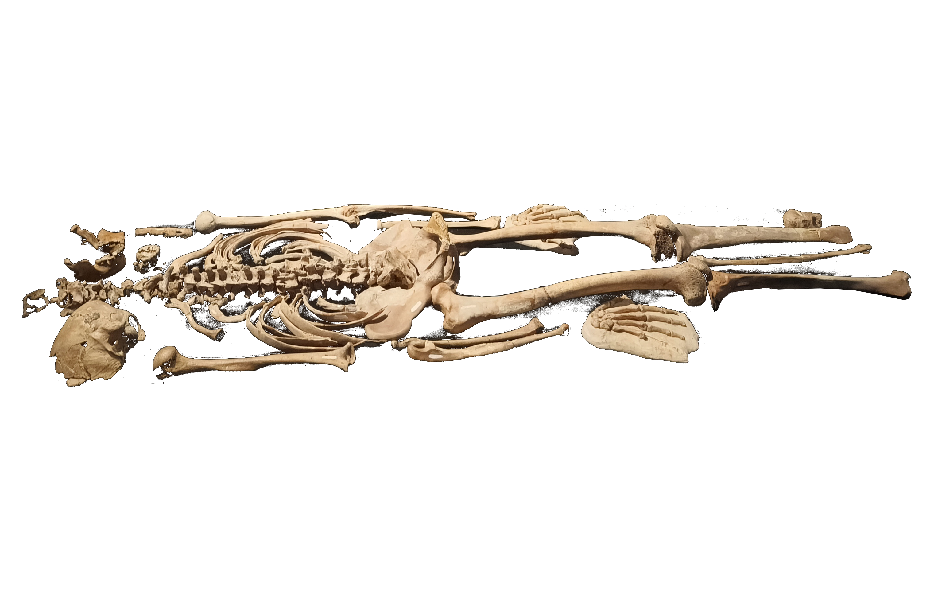 Skeleton Botet in the Museo de Cencias Naturales de Valencia.