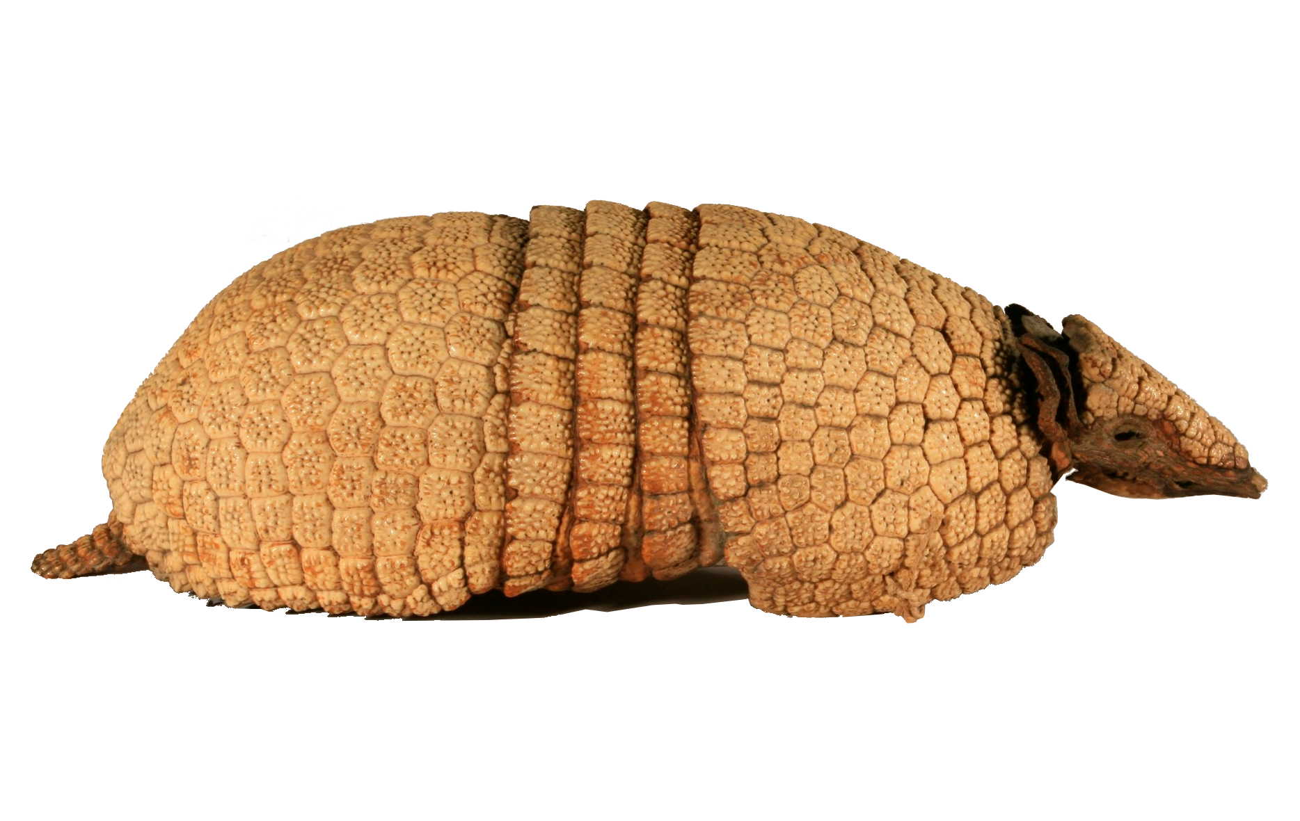 Three-banded armadillo (Tolypeutes matacus), Musée Vert – Musées du Mans.