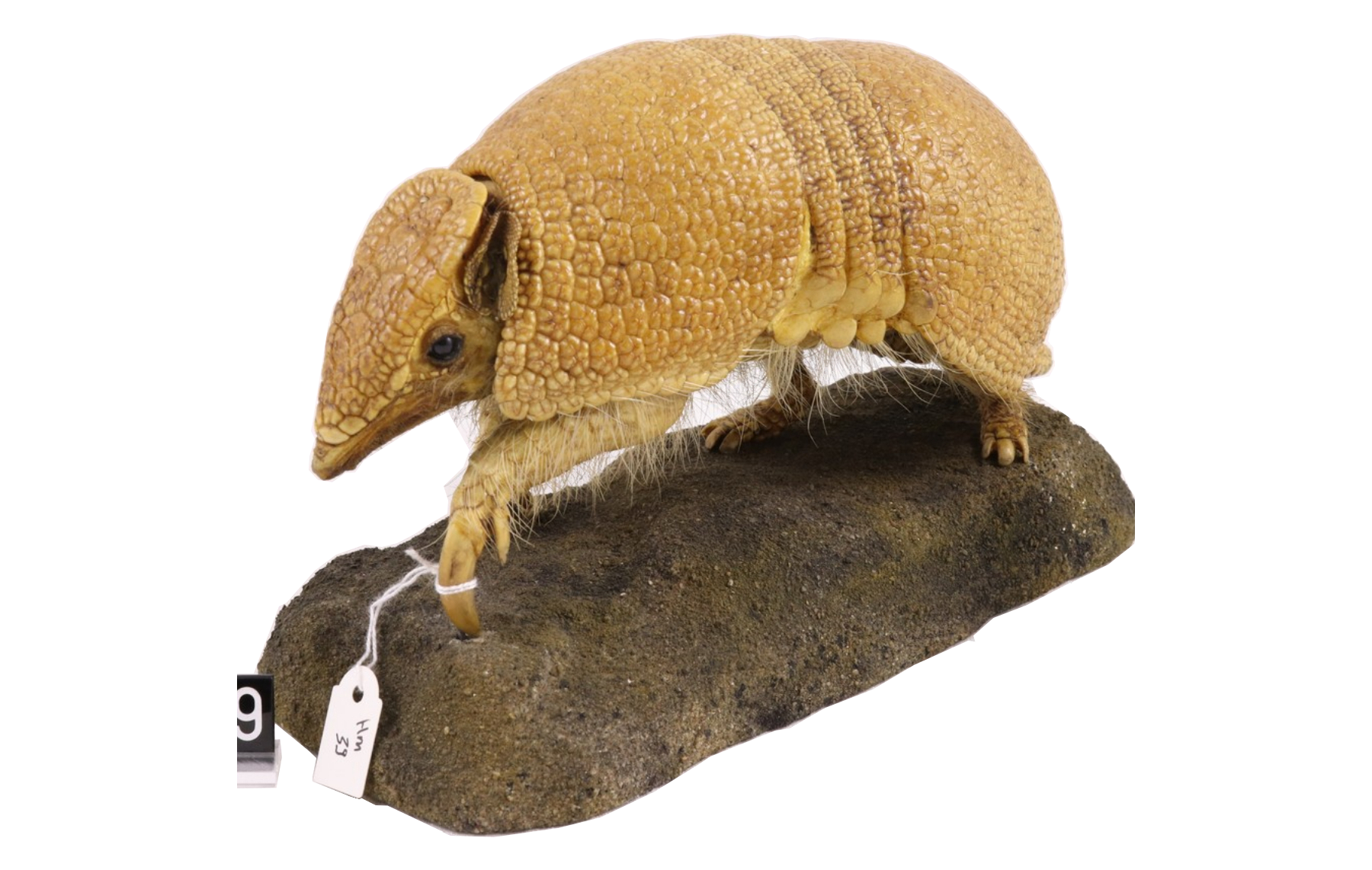 Southern three-banded armadillo.