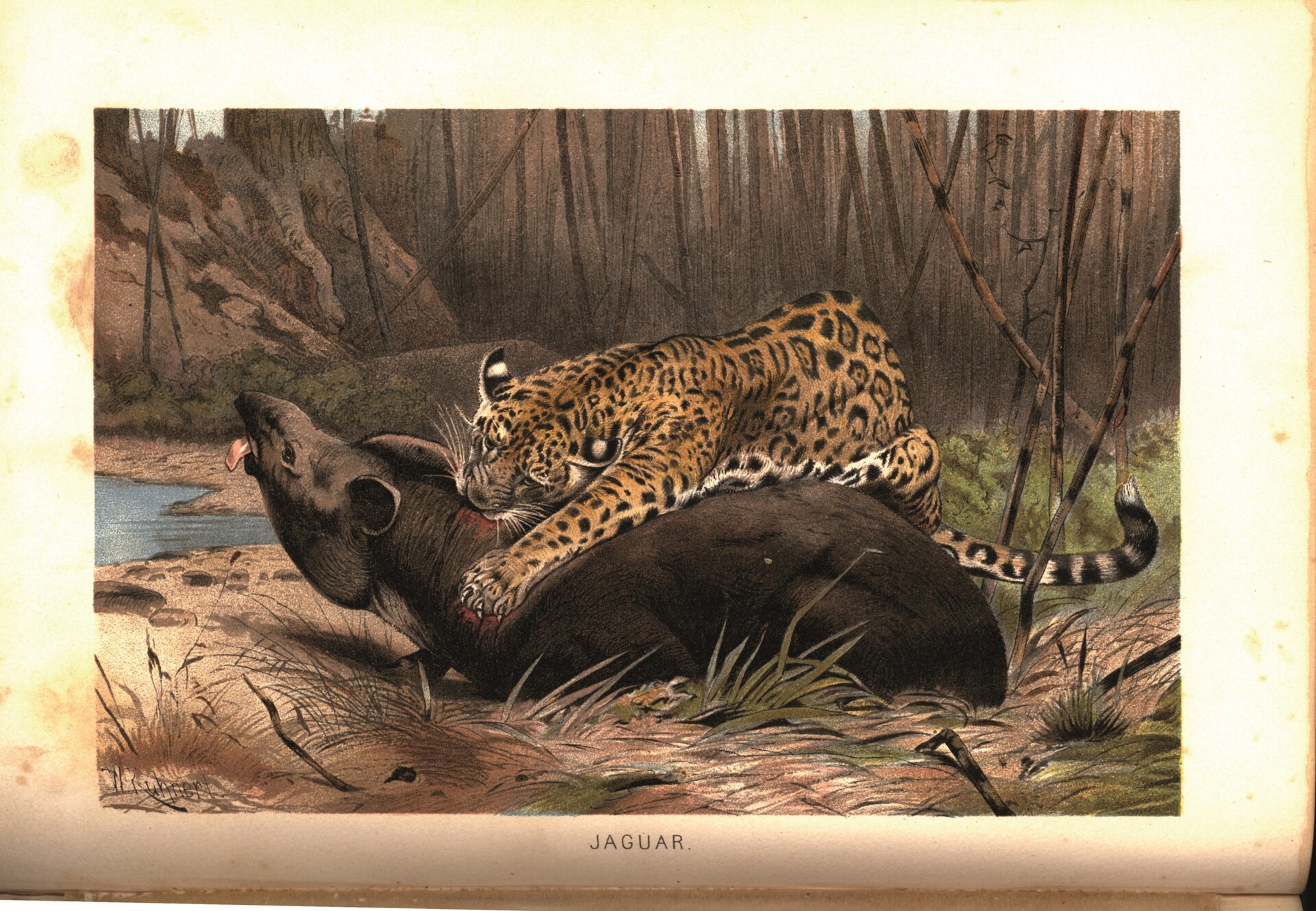 Scans_Brehms Tierleben_Jaguar1.jpg